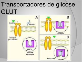 Transportadores de glicose
GLUT
 