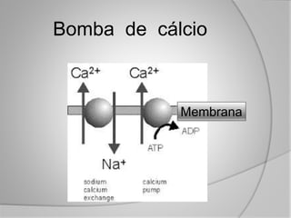 Membrana
Bomba de cálcio
 