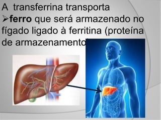 A transferrina transporta
ferro que será armazenado no
fígado ligado à ferritina (proteína
de armazenamento).
 