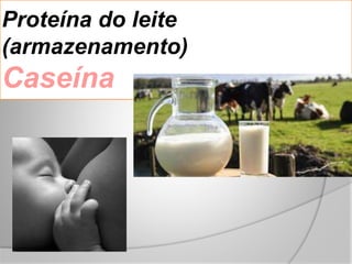 Proteína do leite
(armazenamento)
Caseína
 