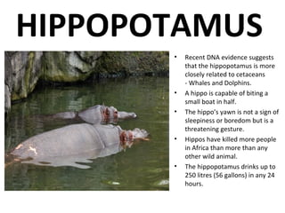 HIPPOPOTAMUS
• Recent DNA evidence suggests
that the hippopotamus is more
closely related to cetaceans
- Whales and Dolphins.
• A hippo is capable of biting a
small boat in half.
• The hippo’s yawn is not a sign of
sleepiness or boredom but is a
threatening gesture.
• Hippos have killed more people
in Africa than more than any
other wild animal.
• The hippopotamus drinks up to
250 litres (56 gallons) in any 24
hours.
 