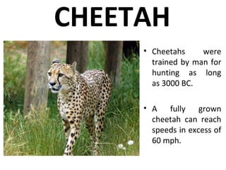 CHEETAH
• Cheetahs were
trained by man for
hunting as long
as 3000 BC.
• A fully grown
cheetah can reach
speeds in excess of
60 mph.
 