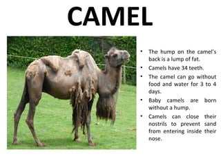 CAMEL
• The hump on the camel’s
back is a lump of fat.
• Camels have 34 teeth.
• The camel can go without
food and water for 3 to 4
days.
• Baby camels are born
without a hump.
• Camels can close their
nostrils to prevent sand
from entering inside their
nose.
 