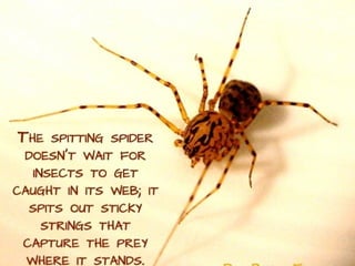 Fun facts about animals~