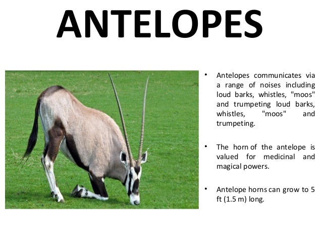 fun facts about animals