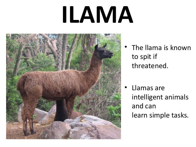 fun facts about animals