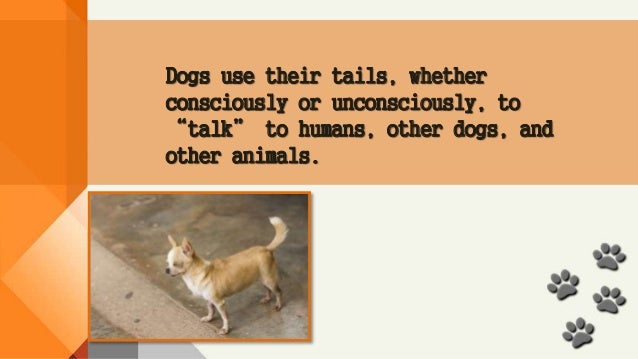 about dogs facts about dogs about dogs facts about dogs