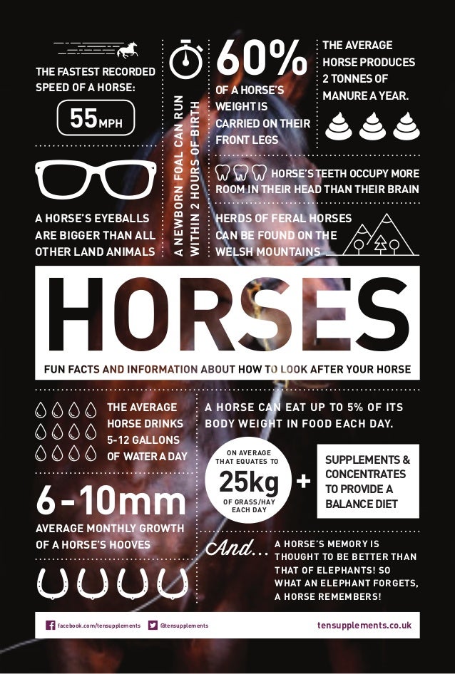 Love Horses? Read these Fun Facts and Info on How to Look After Your Horse
