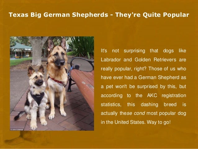 german shepherd puppy facts big german shepherds facts about german shepherd puppy facts big german shepherds facts about