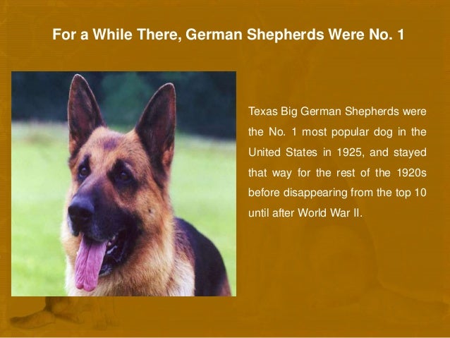 10 facts about german shepherds