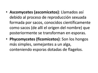 • Ascomycetes (ascomicetos): Llamados así
  debido al proceso de reproducción sexuada
  formada por sacos, conocidos científicamente
  como sacos (de allí el origen del nombre) que
  posteriormente se transforman en esporas.
• Phycomycetes (ficomicetos): Son los hongos
  más simples, semejantes a un alga,
  conteniendo esporas dotadas de flagelos.
 