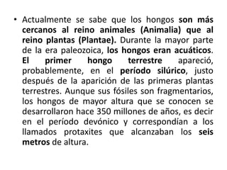 • Actualmente se sabe que los hongos son más
  cercanos al reino animales (Animalia) que al
  reino plantas (Plantae). Durante la mayor parte
  de la era paleozoica, los hongos eran acuáticos.
  El    primer    hongo       terrestre   apareció,
  probablemente, en el período silúrico, justo
  después de la aparición de las primeras plantas
  terrestres. Aunque sus fósiles son fragmentarios,
  los hongos de mayor altura que se conocen se
  desarrollaron hace 350 millones de años, es decir
  en el período devónico y correspondían a los
  llamados protaxites que alcanzaban los seis
  metros de altura.
 