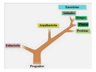 Fungí clasificacion