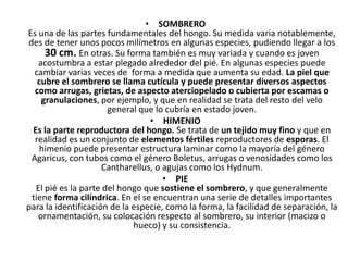 • SOMBRERO
Es una de las partes fundamentales del hongo. Su medida varia notablemente,
des de tener unos pocos milímetros en algunas especies, pudiendo llegar a los
     30 cm. En otras. Su forma también es muy variada y cuando es joven
   acostumbra a estar plegado alrededor del pié. En algunas especies puede
  cambiar varias veces de forma a medida que aumenta su edad. La piel que
   cubre el sombrero se llama cutícula y puede presentar diversos aspectos
  como arrugas, grietas, de aspecto aterciopelado o cubierta por escamas o
    granulaciones, por ejemplo, y que en realidad se trata del resto del velo
                      general que lo cubría en estado joven.
                                 • HIMENIO
 Es la parte reproductora del hongo. Se trata de un tejido muy fino y que en
  realidad es un conjunto de elementos fértiles reproductores de esporas. El
    himenio puede presentar estructura laminar como la mayoría del género
 Agaricus, con tubos como el género Boletus, arrugas o venosidades como los
                     Cantharellus, o agujas como los Hydnum.
                                     • PIE
  El pié es la parte del hongo que sostiene el sombrero, y que generalmente
 tiene forma cilíndrica. En el se encuentran una serie de detalles importantes
para la identificación de la especie, como la forma, la facilidad de separación, la
   ornamentación, su colocación respecto al sombrero, su interior (macizo o
                             hueco) y su consistencia.
 
