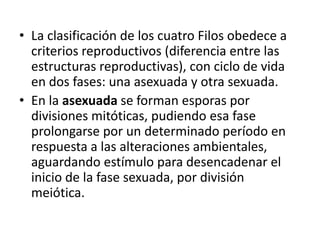 • La clasificación de los cuatro Filos obedece a
  criterios reproductivos (diferencia entre las
  estructuras reproductivas), con ciclo de vida
  en dos fases: una asexuada y otra sexuada.
• En la asexuada se forman esporas por
  divisiones mitóticas, pudiendo esa fase
  prolongarse por un determinado período en
  respuesta a las alteraciones ambientales,
  aguardando estímulo para desencadenar el
  inicio de la fase sexuada, por división
  meiótica.
 