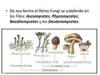 • De esa forma el Reino Fungi se subdivide en
  los Filos: Ascomycetes, Phycomycetes,
  Basidiomycetes y los Deuteromycetes.
 