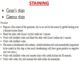 STAINING
 
