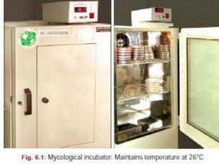• SDA :should contain 50 micrograms /ml gentamicin
without cycloheximide as it inhibits saprophytic
fungi.
• incubated at 25-30 in regular incubator
• Thioglycollate broth
• inoculated for growth of anaerobic bacteria at 35⁰ -
37 ⁰ C.
 