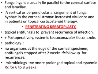 • Fungal hyphae usually lie parallel to the corneal surface
and lamellae.
• A vertical or perpendicular arrangement of fungal
hyphae in the corneal stroma: increased virulence and
in patients on topical corticosteroid therapy.
• PENETRATING KERATOPLASTY,
• topical antifungals to prevent recurrence of infection.
• + Postoperatively, systemic keatoconazole/ fluconazole.
• pathology :
• no organisms at the edge of the corneal specimen,
antifungals stopped after 2 weeks followup for
recurrences.
• microbiology +ve :more prolonged topical and systemic
Rx for 6 to 8 weeks
 