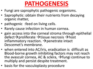 PATHOGENESIS
• Fungi are saprophytic pathogenic organisms.
• Saprophytic :obtain their nutrients from decaying
organic matter,
• pathogenic :feed on living cells.
• Rarely cause infection in human cornea.
• gain access into the corneal stroma through epithelial
defectproliferate tissue necrosis host
inflammatory reaction. penetrate intact
Descemet’s membrane.
• when entered into AC/iris, eradication is difficult as
Blood-borne growth inhibiting factors may not reach
the avasculr cornea, AC & sclera, fungi continue to
multiply and persist despite treatment.
• basis for the vasculoplasty procedure
 