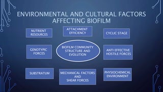 ENVIRONMENTAL AND CULTURAL FACTORS
AFFECTING BIOFILM
BIOFILM COMMUNITY
STRUCTURE AND
EVOLUTION
ATTACHMENT
EFFICIENCY CYCLIC STAGE
ANTI EFFECTIVE
HOSTILE FORCES
PHYSIOCHEMICAL
ENVIRONMENT
MECHANICAL FACTORS
AND
SHEAR FORCES
SUBSTRATUM
GENOTYPIC
FORCES
NUTRIENT
RESOURCES
 