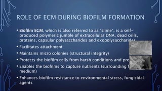 ROLE OF ECM DURING BIOFILM FORMATION
• Biofilm ECM, which is also referred to as "slime“, is a self-
produced polymeric jumble of extracellular DNA, dead cells,
proteins, capsular polysaccharides and exopolysaccharides
• Facilitates attachment
• Maintains micro colonies (structural integrity)
• Protects the biofilm cells from harsh conditions and predation
• Enables the biofilms to capture nutrients (surrounding fluid
medium)
• Enhances biofilm resistance to environmental stress, fungicidal
agents
 