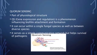 QUORUM SENSING
• Part of physiological structure
• QS (Gene expression and regulation) is a phenomenon
influencing biofilm attachment and formation
• It can occur within a single fungal species as well as between
diverse species
• It serves as a simple communication network but helps survival
of pathogens
 