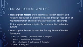 FUNGAL BIOFILM GENETICS
• Transcription factors are fundamental in both positive and
negative regulation of biofilm formation through regulation of
hyphal formation and cell surface proteins for adherence
• 124 upregulated transcription factors identified in biofilm
culture
• Transcription factors responsible for regulation of biofilm
formation:
• Bcr1 - C. albicans, C. parapsilosis and A. fumigatus
• Ace2 - C. albicans and A. fumigatus
• Efg1 - C. albicans, C. glabrata and A. fumigatus
• LAEA - A. fumigatus
 