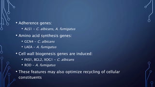 • Adherence genes:
• ALS1 - C. albicans, A. fumigatus
• Amino acid synthesis genes:
• GCN4 - C. albicans
• LAEA - A. fumigatus
• Cell wall biogenesis genes are induced:
• FKS1, BGL2, XOG1 - C. albicans
• ROD - A. fumigatus
• These features may also optimize recycling of cellular
constituents
 