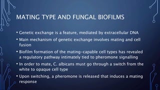 MATING TYPE AND FUNGAL BIOFILMS
• Genetic exchange is a feature, mediated by extracellular DNA
• Main mechanism of genetic exchange involves mating and cell
fusion
• Biofilm formation of the mating-capable cell types has revealed
a regulatory pathway intimately tied to pheromone signalling
• In order to mate, C. albicans must go through a switch from the
white to opaque cell type
• Upon switching, a pheromone is released that induces a mating
response
 