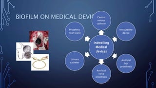 BIOFILM ON MEDICAL DEVICES
Indwelling
Medical
devices
Central
venous
catheter
Intrauterine
device
Artificial
hip
prosthesis
Artificial
voice
prosthesis
Urinary
catheter
Prosthetic
heart valve
 