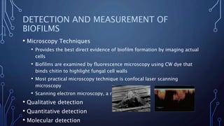DETECTION AND MEASUREMENT OF
BIOFILMS
• Microscopy Techniques
• Provides the best direct evidence of biofilm formation by imaging actual
cells
• Biofilms are examined by fluorescence microscopy using CW dye that
binds chitin to highlight fungal cell walls
• Most practical microscopy technique is confocal laser scanning
microscopy
• Scanning electron microscopy, a research tool
• Qualitative detection
• Quantitative detection
• Molecular detection
 