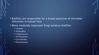 • Biofilms are responsible for a broad spectrum of microbial
infections in human host
• Many medically important fungi produce biofilms
• Candida
• Aspergillus
• Cryptococcus
• Trichosporon
• Coccidioides
• Pneumocystis
 