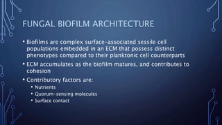 FUNGAL BIOFILM ARCHITECTURE
• Biofilms are complex surface-associated sessile cell
populations embedded in an ECM that possess distinct
phenotypes compared to their planktonic cell counterparts
• ECM accumulates as the biofilm matures, and contributes to
cohesion
• Contributory factors are:
• Nutrients
• Quorum-sensing molecules
• Surface contact
 