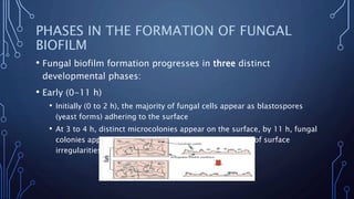 PHASES IN THE FORMATION OF FUNGAL
BIOFILM
• Fungal biofilm formation progresses in three distinct
developmental phases:
• Early (0-11 h)
• Initially (0 to 2 h), the majority of fungal cells appear as blastospores
(yeast forms) adhering to the surface
• At 3 to 4 h, distinct microcolonies appear on the surface, by 11 h, fungal
colonies appear as tracks of fungal growth along areas of surface
irregularities
 