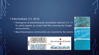 • Intermediate (12-30 h)
• Emergence of predominantly noncellular material (12-14
h), which appear as a haze-like film covering the fungal
microcolonies
• Basal blastospore communities are covered by the matrix
 