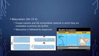 • Maturation (38-72 h)
• Fungal colonies and the extracellular material in which they are
embedded constitute the biofilm
• Maturation is followed by dispersion
 
