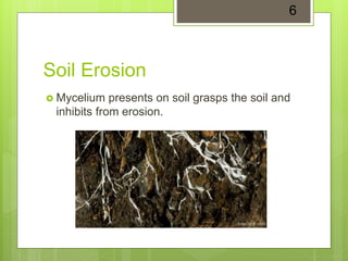 Soil Erosion
 Mycelium presents on soil grasps the soil and
inhibits from erosion.
6
 