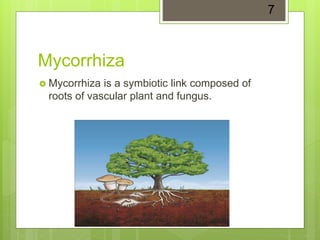 Mycorrhiza
 Mycorrhiza is a symbiotic link composed of
roots of vascular plant and fungus.
7
 
