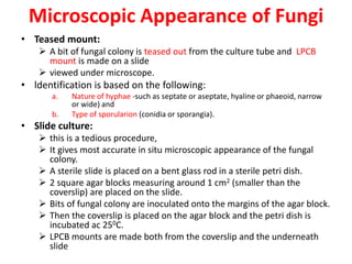 Microscopic Appearance of Fungi
• Teased mount:
 A bit of fungal colony is teased out from the culture tube and LPCB
mount is made on a slide
 viewed under microscope.
• ldentification is based on the following:
a. Nature of hyphae -such as septate or aseptate, hyaline or phaeoid, narrow
or wide) and
b. Type of sporularion (conidia or sporangia).
• Slide culture:
 this is a tedious procedure,
 It gives most accurate in situ microscopic appearance of the fungal
colony.
 A sterile slide is placed on a bent glass rod in a sterile petri dish.
 2 square agar blocks measuring around 1 cm2 (smaller than the
coverslip) are placed on the slide.
 Bits of fungal colony are inoculated onto the margins of the agar block.
 Then the coverslip is placed on the agar block and the petri dish is
incubated ac 250C.
 LPCB mounts are made both from the coverslip and the underneath
slide
 