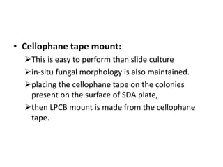 • Cellophane tape mount:
This is easy to perform than slide culture
in-situ fungal morphology is also maintained.
placing the cellophane tape on the colonies
present on the surface of SDA plate,
then LPCB mount is made from the cellophane
tape.
 
