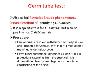 Germ tube test:
Also called Reynolds Braude phenomenon.
Rapid method of identifying C. albicans.
It is a specific test for C. albicans but also be
positive for C. dubliniensis
Procedure-
• Few colonies are mixed with human or sheep serum
and incubated for 2 hours. Wet mount preparation is
examined under microscope.
• Germ tubes are formed, described as long tube like
projections extending from the yeast cell. It is
differentiated from pseudohyphae as there is no
constriction at the origin.
 