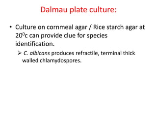 Dalmau plate culture:
• Culture on cornmeal agar / Rice starch agar at
200c can provide clue for species
identification.
 C. albicans produces refractile, terminal thick
walled chlamydospores.
 