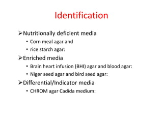 Identification
Nutritionally deficient media
• Corn meal agar and
• rice starch agar:
Enriched media
• Brain heart infusion (BHI) agar and blood agar:
• Niger seed agar and bird seed agar:
Differential/Indicator media
• CHROM agar Cadida medium:
 