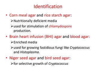 Identification
• Corn meal agar and rice starch agar:
Nutritionally deficient media
used for stimulation of chlamydospore
production.
• Brain heart infusion (BHI) agar and blood agar:
Enriched media
used for growing fastidious fungi like Cryptococcus
and Histoplasma.
• Niger seed agar and bird seed agar:
for selective growth of Cryptococcus
 