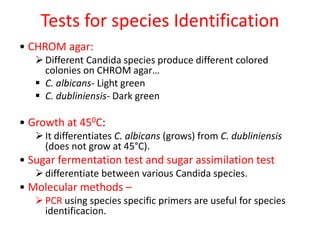 Tests for species Identification
• CHROM agar:
Different Candida species produce different colored
colonies on CHROM agar…
 C. albicans- Light green
 C. dubliniensis- Dark green
• Growth at 450C:
It differentiates C. albicans (grows) from C. dubliniensis
(does not grow at 45°C).
• Sugar fermentation test and sugar assimilation test
differentiate between various Candida species.
• Molecular methods –
PCR using species specific primers are useful for species
identificacion.
 