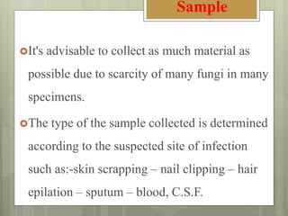 It's advisable to collect as much material as
possible due to scarcity of many fungi in many
specimens.
The type of the sample collected is determined
according to the suspected site of infection
such as:-skin scrapping – nail clipping – hair
epilation – sputum – blood, C.S.F.
Sample
 