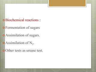 Biochemical reactions :
Fermentation of sugars
Assimilation of sugars.
Assimilation of N2.
Other tests as urease test.
 