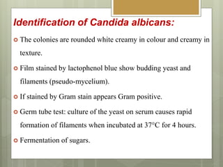 Identification of Candida albicans:
 The colonies are rounded white creamy in colour and creamy in
texture.
 Film stained by lactophenol blue show budding yeast and
filaments (pseudo-mycelium).
 If stained by Gram stain appears Gram positive.
 Germ tube test: culture of the yeast on serum causes rapid
formation of filaments when incubated at 37°C for 4 hours.
 Fermentation of sugars.
 