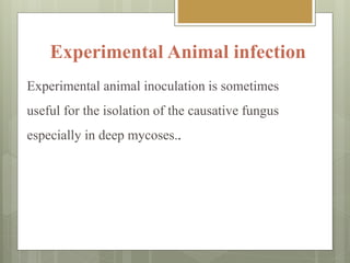 Experimental Animal infection
Experimental animal inoculation is sometimes
useful for the isolation of the causative fungus
especially in deep mycoses..
 